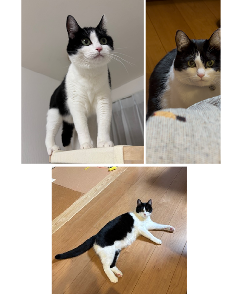 うずら（秋田市）家に来てから１年が経ちました。家族にベッタリ甘えながら元気に過ごしてます。