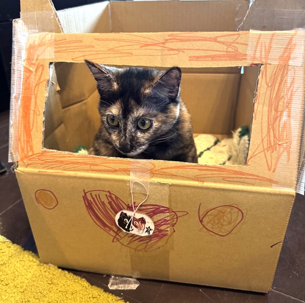 アビー（大潟村）毎日元気にオモチャで遊んでおります。可愛いくて可愛いくて子ども達が離れません。ワクチンもきちんと打っております。まだ4ヶ月ですが発情期のような行動が見えますので、病院に行って相談してみようと思います。子ども達がお家や車を作って入れてあげてます。大切な命ありがとうございます。