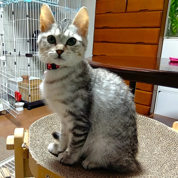 すい（秋田市）毎日飛び回っています。とっても甘えん坊さんで夜は私のお腹の上で寝ています。ごはんもよく食べてすくすく成長中です。ワクチン、マイクロチップ終わりました。