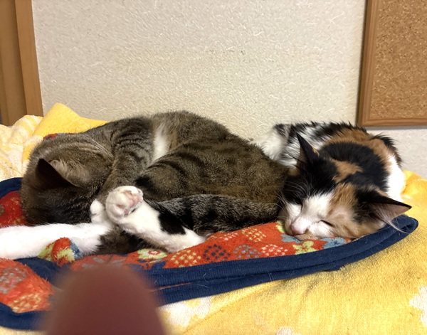 福（由利本荘市）毎日モリモリ食べて、元気に遊んでたくさん甘えてくれます。