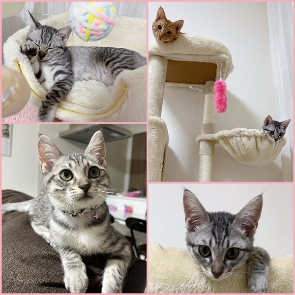 もか(大仙市）もかが家族になり2ヶ月が経ちました。初めの頃はよく鳴いていましたが、今はすっかり慣れ、元気いっぱい活発な女の子です。先住猫のむぎとも仲良く遊んでおり、最近はよく膝の上に乗り甘えてきます。3月に避妊手術の予約をしています。