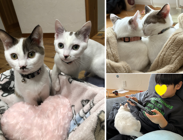 ラテ・ミク（秋田市）お世話になっております。お家に来てから2ヶ月が経過しました。2匹で毎日にゃんプロしたり家中探索したりと元気よく遊んでます。元気よく遊び過ぎたのか、ミク（25-K394）が年末左瞼に傷をつくり腫れてしまったため、病院で治療をし、現在は軽快しました。家族にも大分なれて、在宅中は眠い時必ず誰かの側や膝の上にきて寝ています。歯磨きや爪切りのケアもあまり嫌がることなくさせてくれるようになりました。日々可愛い姿に家族で癒されています。また1年経ちましたら経過ご報告させていただきます。この度は譲渡いただきありがとうございました。