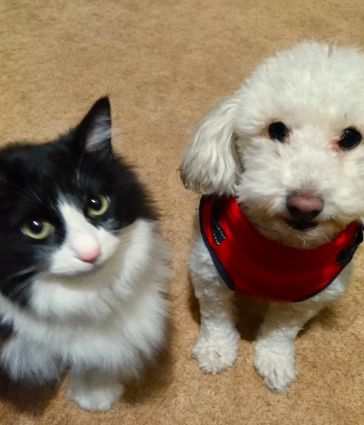 ミミ（秋田市）1年経ちました。毎日元気にご飯食べて走り回ってます！