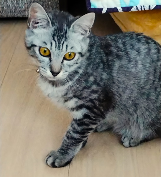 茶々（鹿角市）茶々がきてから家族の会話は茶々中心になるくらい皆に可愛がられて毎日元気に運動会をしています。人懐っこく誰にでも愛想が良いので、お客様まで茶々にメロメロです（笑）素晴らしい縁を繋いでいただき感謝しています。本当にありがとうございました！※ワクチン、マイクロチップ装着すませました。不妊手術は2月に予定しております。