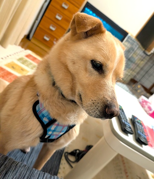 ココ（秋田市）昨年末にお騒がせしたココです。お陰様で、体調も回復し、平穏に暮らしています。散歩が大好きで、大雪にもかかわらず、毎回１時間近く歩き回っています。