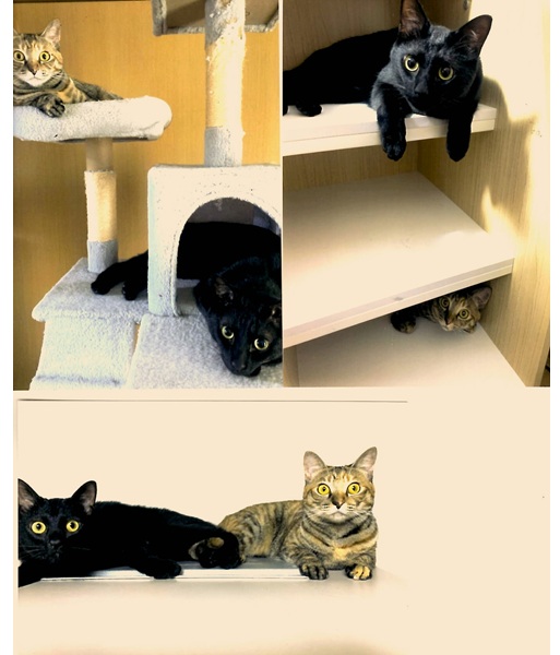 メム・ラム（秋田市）お譲りいただいてから1年と2か月が経ちました。ふたりとも元気にすごしており、家族全員のアイドルです。膝の上で眠ってくれたり、甘えて寄り添ってくれる姿に、毎日たくさんの癒しと幸せをもらっています。ふたりはすっかり生活の中心で、子供のように愛おしくかけがえのない存在として大切にしております。