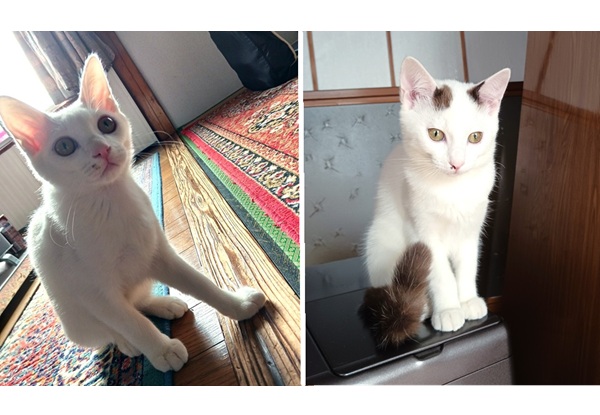 チャチャ・シロ（大仙市）我が家に来て2ヶ月になりました。毎日元気いっぱい走り回ったり遊んだりして過ごしてます。おうちの中が賑やかになりました☆彡