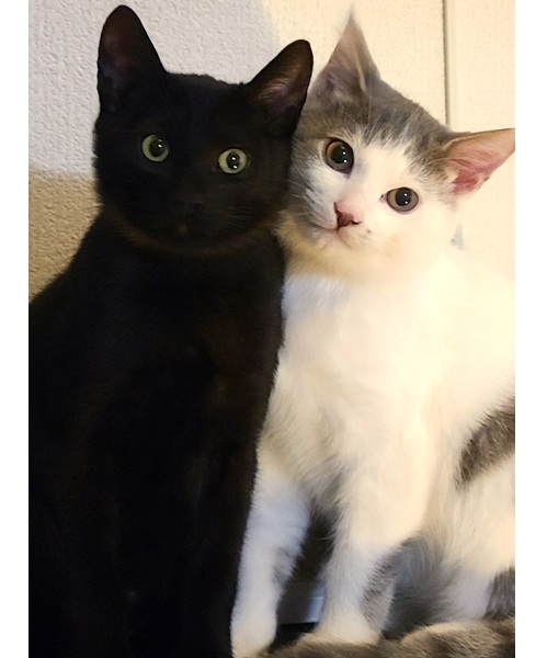 レオ・うに（湯沢市）お迎え1日目か我が家に馴れてくれて甘えん坊でした。血の繋がりはないのですが、とても仲良しで何をするにも2匹一緒でこちらも毎日癒されてます。