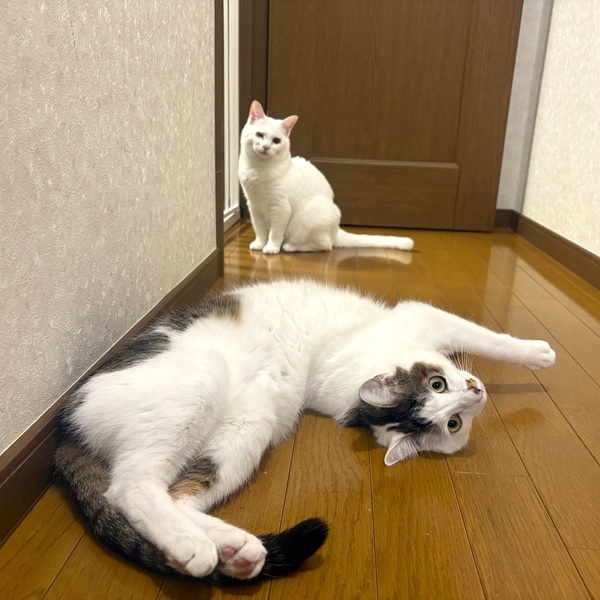 まっちゃ（大潟村）まっちゃを家族に迎え、1年が経ちました。甘えん坊で、直ぐに「撫でて！」と可愛くアピールするところがとても愛おしいです。先住猫のおやきと仲良し、相互グルーミングをしあう姿は本当に癒されます。名付け親にそっくりで食いしん坊なまっちゃ、これからも元気で一緒に過ごそうね！