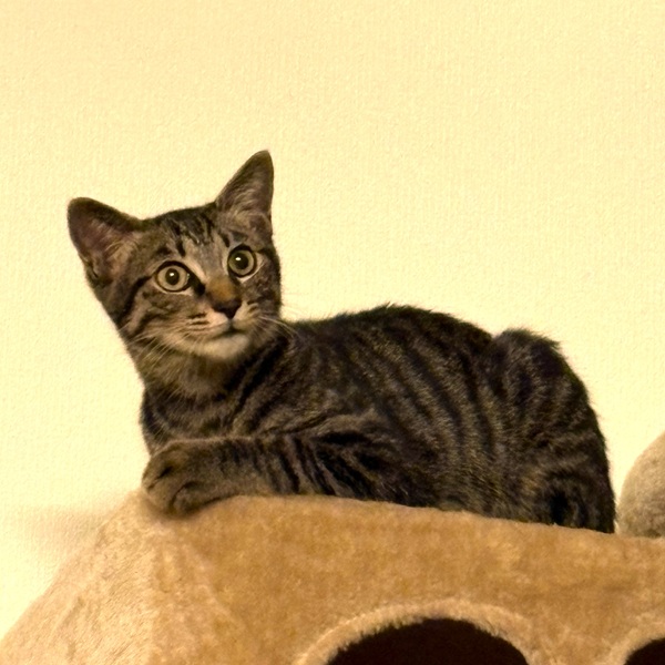 ふぅ（由利本荘市）ふうちゃんが来てから2ヶ月が経ちました。ご飯もおやつもたくさん食べて、たくさん遊んで元気に過ごしています。元気過ぎてひやひやすることもありますが、ふうちゃんが来てから毎日楽しくて幸せです。