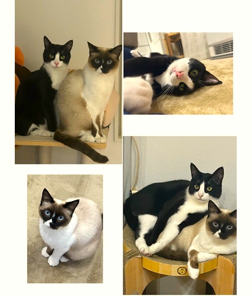 タオ・モファ（秋田市）お家に来てから一年が経ちました。毎日一つのベットに2匹で寝ていて、とても仲良しです！本当にありがとうございました