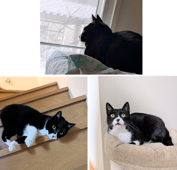 ルビー（秋田市）家に来て１年経ちました。「お腹すいた～」「トイレ行った！」と、おしゃべり上手になりました。ニャルソックも欠かしません。相変わらず人に付いて歩いてゴロスリの甘えっ子で、本当に可愛いです。素敵な縁を繋いで頂きありがとうございます。