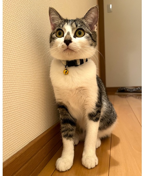 こはく（湯沢市）とても元気に過ごしています。やんのかステップがとても上手で、階段の上で待ち構え、頭が見えると踊るように近づいてきます。普段はキャッキャと小さい声で鳴くのに、家族が見えなくなると、とても大きい声で鳴きます。とても可愛くて毎日癒されています。