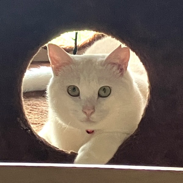 琥珀（大館市）お家に来てから一年経ちましたが、超ビビリで私以外の家族が動いただけですみっコに隠れてしまいます。最近は夜一緒の布団で寝るまでになりました。みんなにすりすりするくらい甘える様になるにはまだ時間がかかるかもしれませんが、これからも元気で長生きしてほしいです。