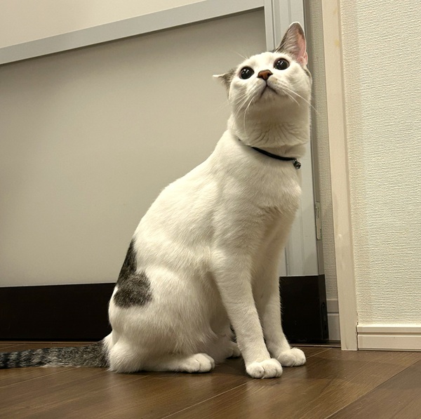 むー太（男鹿市）むくむくむー太