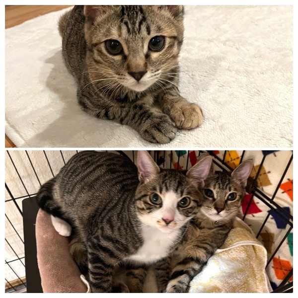 ベル（秋田市）ベルを貰い受けて、２ヶ月になりました。存在感のある子で、もっとずっとうちにいたような、まだ2ヶ月しか経っていなかったのか、と驚いています。それくらい、我が家の欠かせない一員です。お転婆でイタズラ好きで、遊びに誘うとすぐに飛びついてきます。先輩猫と毎日駆けまわり、じゃれあって過ごしています。