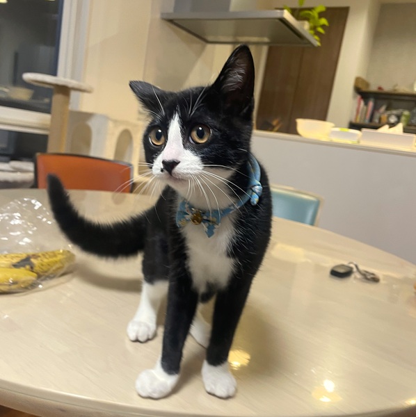 ルナ(由利本荘市）約2週間が経ちました2回目ワクチンも無事完了チックンされても泣かずに頑張りました！今ではだいぶ慣れてきたのか里親さんから教えてもらったように朝の運動会を毎日開催しながら元気に成長中です