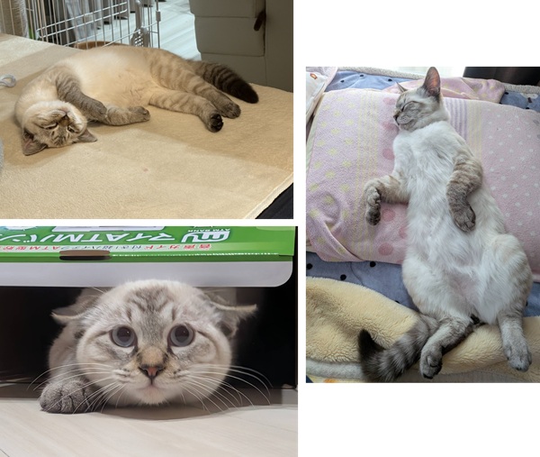 福（由利本荘市）福ちゃんをお迎えして約2ヶ月。ちょっと体調を崩し病院通いもしましたが、今はとっても元気になりました。我が家の超絶可愛いアイドルにゃんこです。