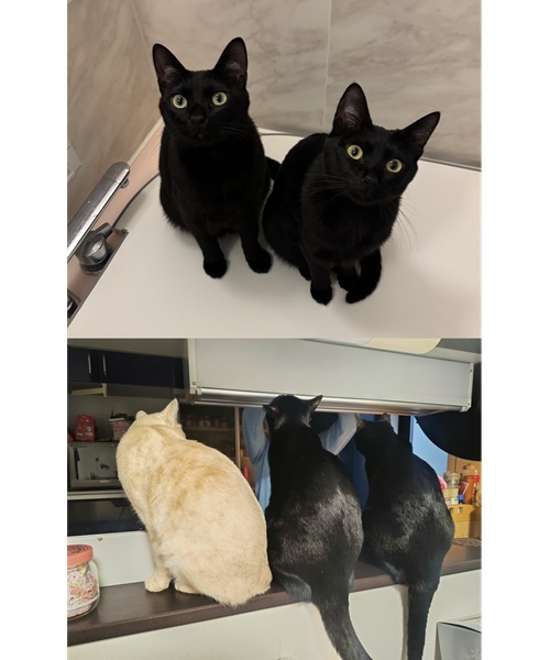 すずり・こふで（秋田市）2匹が家に来て1年が過ぎました。超甘えん坊でおっとりの男の子すずり君と、好奇心が旺盛で甘え上手の女の子こふでちゃん。先住猫のおこめ君とも仲良く穏やかな猫ライフを送っています。可愛らしい猫達に、毎日癒しと幸せをもらっています。