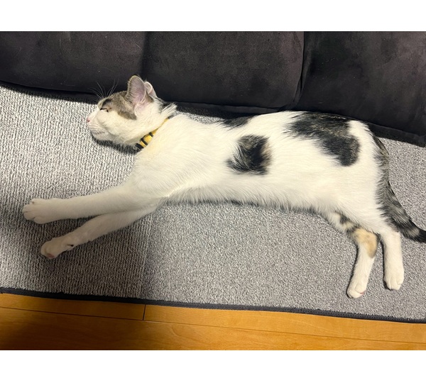 むた（にかほ市）元気ありすぎてます先住猫とも仲良しです