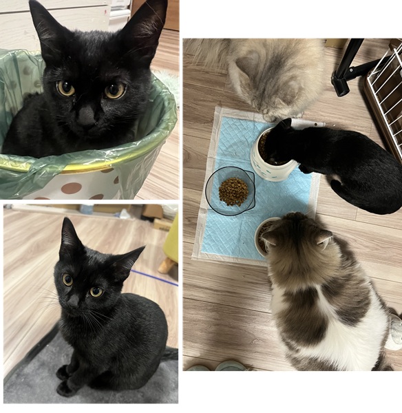 來(秋田市）先住猫の兄姉と毎日仲良く追いかけっこ、取っ組み合いなど楽しそうに過ごしています。まだまだ赤ちゃんですので自ら近寄りすぎてたまに怒られてますが…笑最近は寒くなり一緒に布団に入ったりこたつの中で寝ていたりと自由気ままに過ごしております。2月頃には去勢手術の健診にも行く予定です。