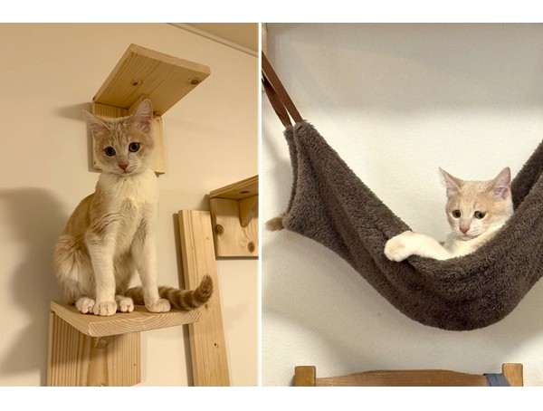 のの（美郷町）昨日避妊手術が無事に終わりました。一日家に居ないだけで家の中が静かで、本当にかけがえのない大切な家族になりました。いぬ・ねこネットワークの皆さんありがとうございました。