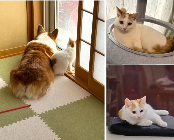 ほたて（秋田市）ほたてを我が家に迎えて2ヶ月になりました。よく食べ、よく寝て、よく遊んでお転婆ぶりを発揮しています。ほたてとのご縁を繋げてくれた犬猫ネットワークの皆様、保護主様ありがとうございました。