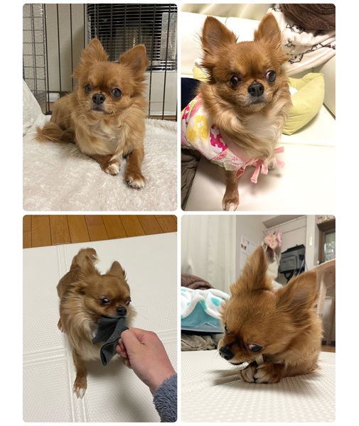 ミーコ（秋田市）家に来て約7ヶ月が経ちました。家にはだいぶ慣れ、イスやテーブルの脚を上手によけて自由に歩き回っています。以前より安定してご飯を食べるようになりました。時々お腹を壊すこともありますが、長引くことなく元気に過ごしています。最近はセリアの手袋がお気に入りで、引っ張りっこをして遊んでいます。