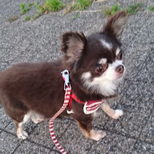 つばき（秋田市）つばきちゃんを家族に迎えて１年が経ちました。 最初の頃は震えて歩けなかったお散歩も、今では尻尾を振って歩けるようになりました。 これからも美味しい楽しい毎日を過ごそうね。 つばきちゃんに出会えたことに感謝しています。
