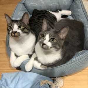 しぐれ、りんた（秋田市） しぐれとりんたと暮らし始めて約一年が経ちました。すごい大きくなってびっくりです！（笑）相変わらず、食いしん坊でおもちゃで遊ぶのが大好きです。段々、性格に個性が出てきましたが、気が付くと二匹でくっついて寝ています。これからものびのび過ごしてほしいと思います(^^) 