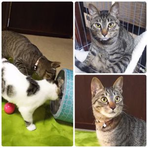 クク（大仙市）おそらく先月か、今月で一才になりました。片手で抱えられた子猫の時と違い、今では両腕ではないと抱えられないほど大きくなりました。 年始めに迎えた新しい子猫とは、すっかり兄弟のように仲良くなり毎日二匹一緒に遊んでいます。