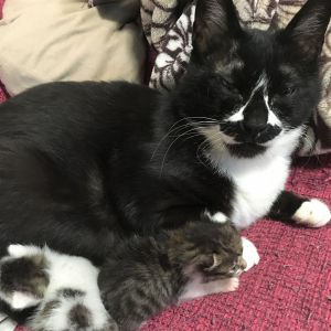 ちょび子（秋田市）うちの家族になってはや２ヶ月。５月に生後間もない子猫を保護し育てていたところ、母性本能に目覚めたのかしっかりとお世話してくれるようになりました。