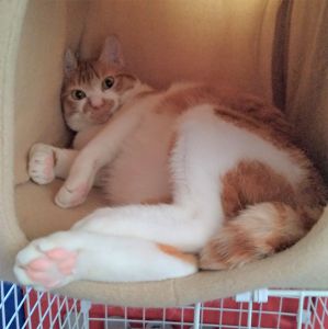 きなこ（横手市）来た当初は隠れてばかりいて、幻の猫のようでしたが、最近は名前を呼んで近づくとグルグルと喉を鳴らしてくれます。まだまだ抱っこは出来なそうですが、いい距離感で暮らしています。 