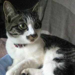 モモ（秋田市）こんなに大きくなりました！毎日、ネズミのオモチャを引っ張って 家中走り回っています(^^) 元気一杯な子に育っています 