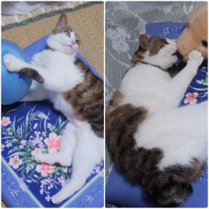 さくら（由利本荘市）元気で毎日過ごしております。 抱っこ大好きでいつもだっこせがみます。私のお腹の上でイビキをかくのが好き見たいです。又、写真送ります。