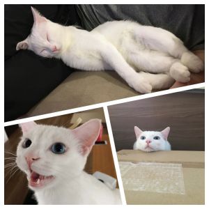 ふとん（大仙市）我が家に来て２ヶ月が経ちました。 すっかり慣れ、よく食べよく遊びよく眠ります。 臆病であまり人にベタベタしないですが、たまに膝に乗ってきて眠ったりするところが堪らなく可愛いです。 念願の猫がいる暮らしがすごく嬉しくて可愛くて家族みんな毎日癒されています。 ご縁があり家族に迎えられたこと、本当に良かったと思っています。 ありがとうございました。 