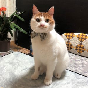 むぎ（横手市）昨年の7/1に我が家に来て一年になりました。優しさは変わらず、毎日やんちゃに過ごしています。家族をびっくりさせたり、笑わせたり、家の中を明るくしてくれています。これからも 家族の一員として大切にしていきます。