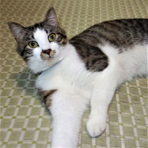 ニノ（湯沢市）元気です。ワクチン接種もしました。おもちゃで遊ぶのが大好き。 時々、背中に乗って人を踏み台にします。