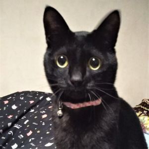 キキ（大仙市）キキが我が家に来て早いもので４年目になります。 おてんばさんの甘えん坊で毎日元気に過ごしてます。これからも変わらず大事に育てていきます。