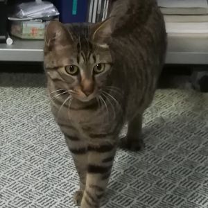 クリその節は、 大変お世話になりました。 30－K199 猫のクリです。 元気に毎日飛び回って 甘えてくれます～ 我が家に弟が1人 増えたみたいで楽しく させて頂いております。 
