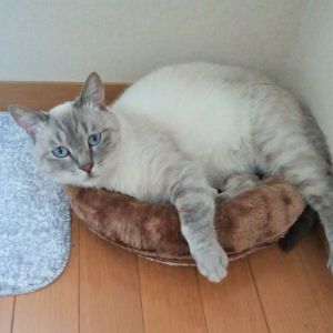 ふう（湯沢市）毎日のんびりとゴロゴロしています。 留守番も上手にできます。 おもちゃでたくさん遊び、夜もぐっすり眠っています。