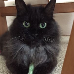 あんこ（秋田市）あんこが家に来て2ヶ月過ぎました。 最初は怯えてハウスから出てきてくれませんでしたが、今ではすっかり慣れ家族みんなに可愛がられています。甘えん坊で名前を呼ぶと小さい声で返事をしてくれるお利口さんです。 あんこに出会えて良かったです。 本当にありがとうございました！ 
