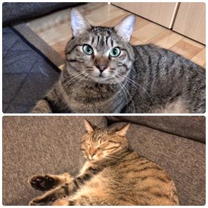 しんきち（大仙市）早いもので我が家に来て１年が経ちました。 ちょっぴりドジで可愛らしい我が家の次男坊です。毎日先輩猫と元気に遊んでいます！ 素敵なご縁をいただきありがとうございました。