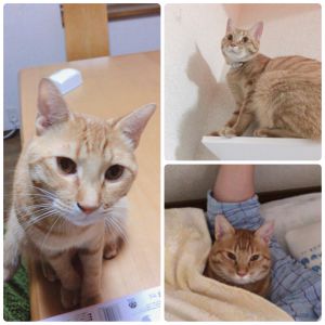 ちゃたろう（秋田市）7月8日にわが家にちゃたろうが来てから、1年が経ちました。 保護主さま、犬猫ネットワークの皆様その節は大変お世話になりました。 お陰様で家族みな仲良くちゃたろうと暮らしています。寝てるときには布団にはいってきたり、スリスリ甘えてきたり、とてもかわいいです。ときにはひっかくこともありますが、それも含めて私たちはちゃたろうが大好きです！ これからもよろしくおねがいいたします。