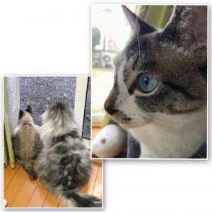 メローナ（潟上市）メローナをお預かりしてから1年が経過しました。相変わらずの甘えんぼで、私のあとをずっと着いてきてくれます(トイレすらも……)。白かった毛色は、カフェオレ色になりましたが、目は透き通ったブルーのまま。お兄ちゃん猫との体格差で、いつまでも子猫のような見た目です。小さい頃はよく風邪を引いて、私たち夫婦をはらはらさせていましたが、1歳を迎えた今は元気いっぱい。可愛い我が家の妹キャラで確立しております。