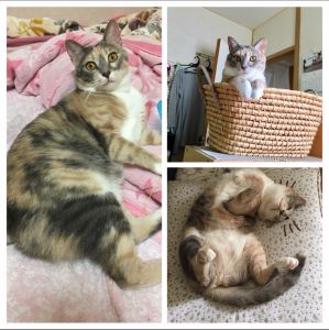 なな（秋田市）ななとは昨年9月の譲渡会で出会い、一緒に暮らし始めて1年が経ちました。ななは相変わらず食いしん坊で、譲渡時の体重が2.5kgだったのが現在6kgまで成長し、毎日元気に暮らしています！これからもしっかり世話と健康管理をし、ななに快適で楽しい猫生を送ってもらえるように頑張ろうと思います最後に、ななを見つけて保護して下さった保護主様、ななとの縁を繋いで下さったいぬねこネットワークの皆様に心から感謝します