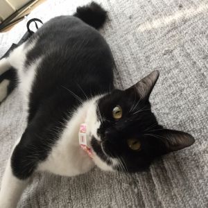 みぃ（八郎潟町）みぃちゃんがうちに来て１年が経ちました！甘え上手でみんなから愛されています。元気に育っています。