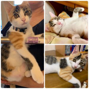 ミク（大館市）食欲旺盛でよく遊びよく寝て日々すくすくと成長しています。先猫とも毎日じゃれあって仲良く遊んでいます。
