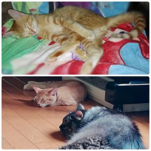 くぅ（横手市）くぅが家にやってきて２ヶ月が経ちました！先住猫りーと過ごす時間も増えてきました。