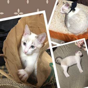 カン（大仙市）今日の検診で2.1キロでした。順調に育ってます。